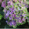 Саженец гортензии крупнолистной Меджикал Аметист Блю (Magical Amethyst blue): фото и описание