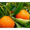 Апельсин Королек: фото и описание