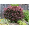 Саженцы барбариса Атропурпуреа (Atropurpurea)  -  5 шт.: фото и описание
