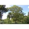Саженцы дуба Каштанолистный 60-100 см -  5 шт.: фото и описание