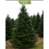 Саженцы Ели Европейская 100-150 см -  5 шт.: фото и описание