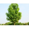 Саженцы клёна Остролистный (40-60 см) -  5 шт.: фото и описание