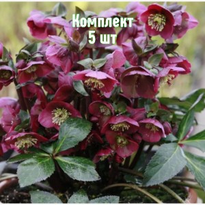 Комплект 5шт / Морозник Ред Гибридс