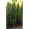 Туя Смарагд (Smaragd) от 150 см -  5 шт.: фото и описание