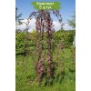 Саженцы яблони декоративной Чилс Випинг (Cheal's Weeping) -  5 шт.: фото и описание