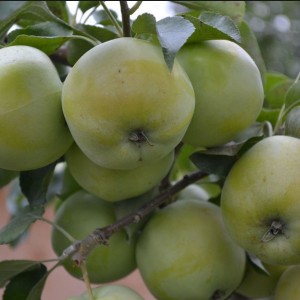 Яблоня Башкирский изумруд