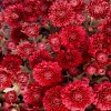 Саженец хризантемы мультифлора Глори Ред (Glory Red) (Красная ): фото и описание