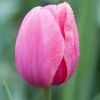 Луковица тюльпана Криспа Пинк (Crispy Pinky): фото и описание